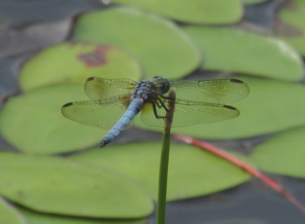 Photo of Erythemis collocata by <a href="http://morrisoncreek.org/">Kathryn Clouston</a>